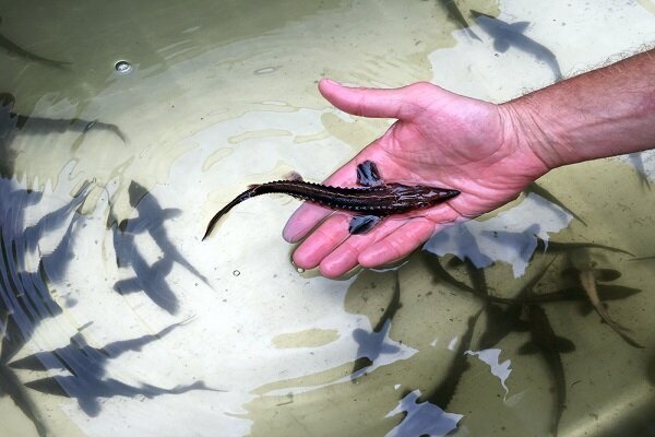 رهاسازی ۱۸۵ میلیون قطعه بچه ماهی خزری در رودخانه ها و تالاب های گیلان
